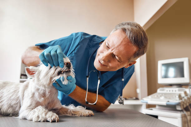 Best Same-Day Emergency Dentist in Poplar Plains, CT